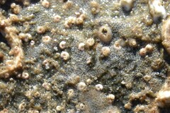 Spirorbis tridentatus