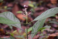 Chassalia acutiflora