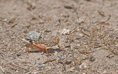 Dociostaurus maroccanus