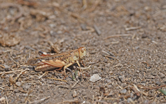 Dociostaurus maroccanus