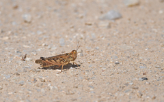 Dociostaurus maroccanus