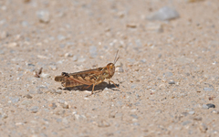 Dociostaurus maroccanus