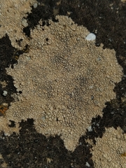 Aspicilia hoffmanniana