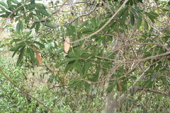 Protorhus longifolia