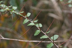 Putterlickia retrospinosa
