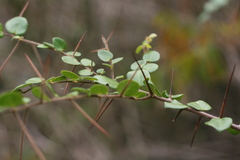 Putterlickia retrospinosa