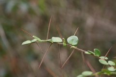 Putterlickia retrospinosa
