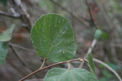 Grewia lasiocarpa
