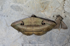 Hypopyra signata