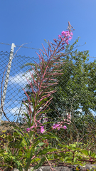 Chamaenerion angustifolium