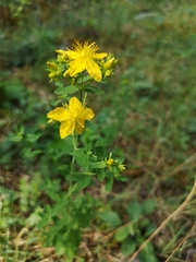 Hypericum perforatum perforatum