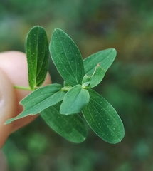 Hypericum perforatum perforatum
