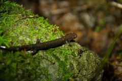Plethodon shenandoah