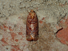 Argyrotaenia floridana