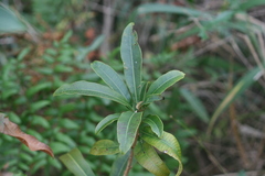 Protorhus longifolia