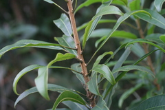 Protorhus longifolia