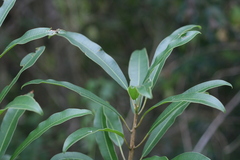 Protorhus longifolia