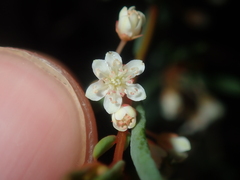 Monotaxis bracteata