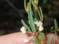 Monotaxis bracteata