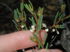 Monotaxis bracteata
