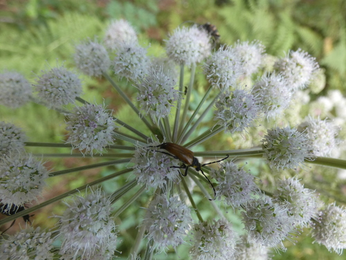 Paracorymbia hybrida