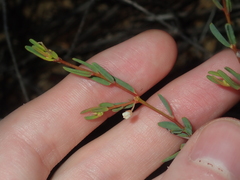Monotaxis bracteata