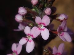Stylidium elongatum