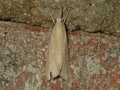 Diatraea evanescens