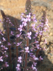 Stylidium elongatum