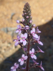 Stylidium elongatum