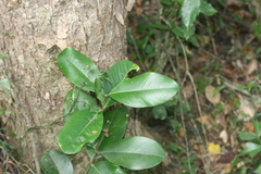 Buxus natalensis