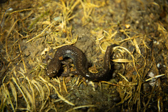 Plethodon shenandoah