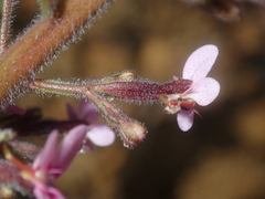 Stylidium elongatum
