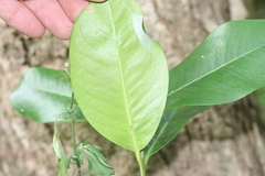 Buxus natalensis