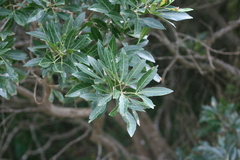 Allophylus natalensis