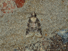 Platynota exasperatana