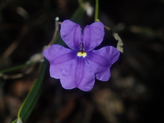 Dampiera lindleyi
