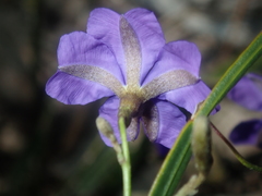 Dampiera lindleyi