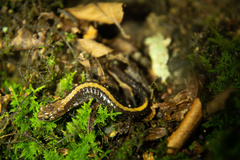 Plethodon shenandoah