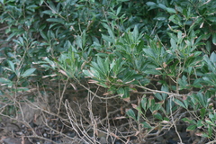 Allophylus natalensis