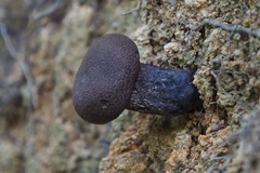 Indoporus squamulosus