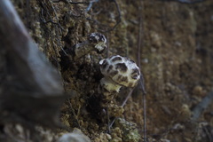 Strobilomyces latirimosus