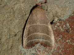 Bagisara rectifascia