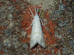 Haimbachia squamulellus