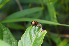 Cryptocephalus trifasciatus