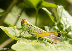 Hieroglyphus annulicornis
