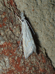 Haimbachia squamulellus