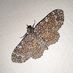 Pomasia denticlathrata