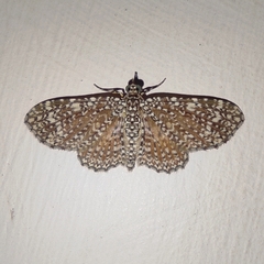 Pomasia denticlathrata