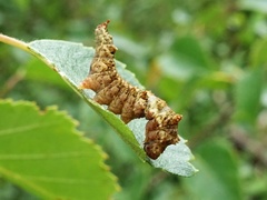 Falcaria lacertinaria